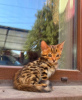 Фото №3. Чудесные бенгальские котята. Казахстан