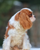 Фото №3. Cavalier King Charles Spaniel Puppy.  США