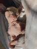 Фото №3. Sphynx Kittens For Sale. Франция