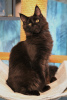 Фото №3. котята мейн кун из питомника. Россия