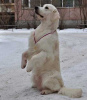 Фото №3. Очаровательный щенок голден ретривера.  Россия