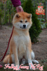 Фото №3. male Japanese Akita Inu.  Украина