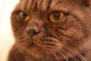 Фото №3. Шоколадная дымчатая кошка. Беларусь