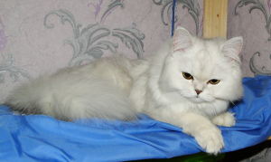 Фото №3. Шотландский пушистый серебряный котик. Россия