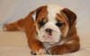 Фото №3. schöne English Bulldogge Welpen zur Adoption.  Германия