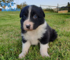 Фото №3. Adorable Border Collie puppies for free adoption.  Германия