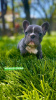 Дополнительные фото: Hello, french bulldog puppies for sale.