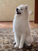 Фото №2 к объявлению №20561 о продаже самоедскую собаку - купить в России из питомника