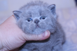 Фото №3. Голубой британский котик. Россия