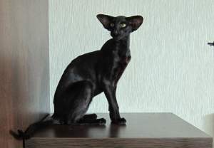 Дополнительные фото: Черная ориентальная кошка в экстремальном типе