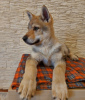 Фото №2 к объявлению №37343 о продаже чехословацкую волчью собаку - купить в Беларуси из питомника, заводчик