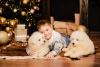Фото №2 к объявлению №17840 о продаже самоедскую собаку - купить в Украине из питомника