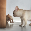 Фото №3. Очаровательные щенки французского бульдога.  США