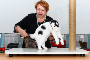 Фото №3. Груминг кошек в  России
