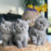 Фото №3. Cute British-shorthair kitten for frr adoption.  Германия