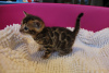 Фото №3. Котята бенгальской кошки, проверенные ветеринаром, доступны для усыновления. Австралия