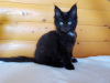 Дополнительные фото: Черный котёнок Мейн-Кун с белым медальоном
