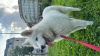 Фото №1. самоедская собака - купить в Budapest за договорная. Объявление №81227