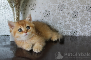 Фото №3. котята британской породы золотой короткошерстный. Турция