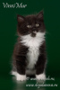Дополнительные фото: Сибирский котенок Онисим
