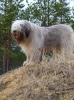 Фото №2 к объявлению №10179 о продаже южнорусскую овчарку - купить в Латвии заводчик