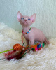 Фото №3. Продаются очаровательные бесшерстные котята канадского сфинкса. США
