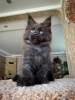 Фото №3. Очаровательные котята мейн-куна уже в продаже. Германия