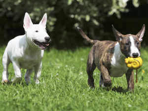 Дополнительные фото: У нас родились великолепные щеночки Миниатюрного бультерьера.