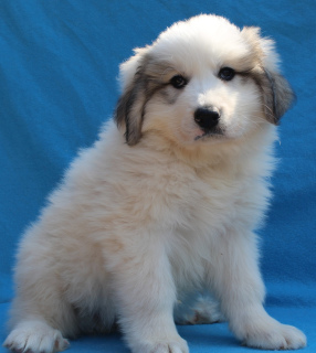 Фото №2 к объявлению №1989 о продаже пиренейскую горную собаку - купить в России из питомника