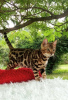 Дополнительные фото: Бенгальские котята на продажу