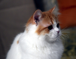 Дополнительные фото: Высокопородный шотландский котик