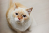 Фото №3. Очаровательный белый кот Пончик ищет дом и любящую семью!. Беларусь