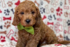 Фото №3. Beautiful Cavapoo Puppies For free adoption.  Германия