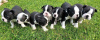 Дополнительные фото: Adorable Boston Terrier Puppies for free adoption