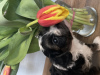 Дополнительные фото: Puppies of a Chinese crested dog