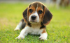 Фото №3. Healthy Beagle puppies for free adoption.  Германия