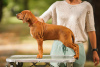 Дополнительные фото: Rhodesian Ridgeback puppies