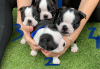 Фото №3. Adorable Boston Terrier Puppies for free adoption.  Германия