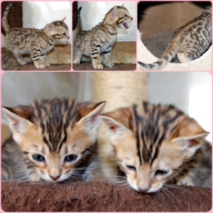Дополнительные фото: Бенгальские котодетки котята