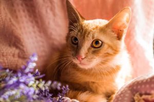 Фото №3. Рыжий котенок. Россия