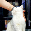 Дополнительные фото: Британская кошка ищет новую семью