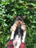 Дополнительные фото: Готов к продаже очаровательный щенок йоркширского терьера.