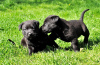 Дополнительные фото: Великолепные щенки черного лабрадора