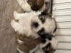Фото №3. Потрясающий помет щенков ши-тцу.  Германия