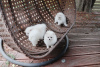 Дополнительные фото: Cute Pomeranian puppies for free adoption