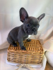 Фото №3. Adorable French bulldog Puppies for free adoption.  Германия