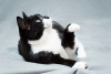 Фото №3. Очаровательная черно-белая кошечка Мила с сердечком на лапке ищет самых. Россия