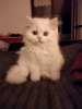 Фото №3. Белый шотландский котёнок из питомника.. Швейцария