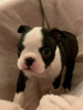 Фото №3. Adorable Boston Terrier Puppies for free adoption.  Германия