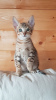 Фото №3. Продаются очаровательные котята Саванны с родословной.. Германия